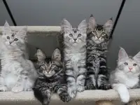 Мейн-кун котята, фотография 2