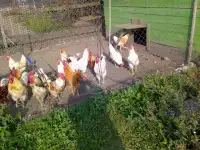 Петушки домашние, фотография 2