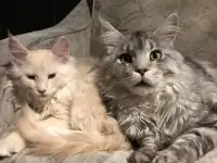 Котёнок Мейн-кун, фотография 2
