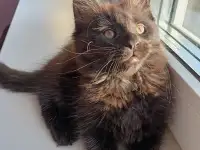 Продажа котят мейн-кунов, фотография 2