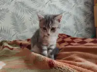 Отдам котят даром!, фотография 4