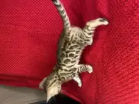 Бенгальские котята, фотография 6
