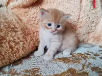 Британские котята, фотография 6