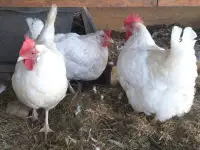Куры несушки доставка по району, фотография 2