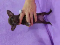 Девочка чихуахуа