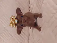 Девочка мини чихуахуа