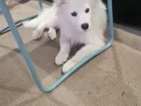 Щенки