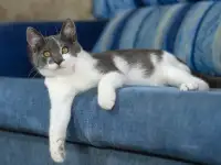 Честер - котёнок подросток в дар