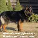 Щенки немецкой овчарки, длинношёрстные, с родословной, фотография 10