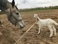 Породистый Козлёнок 2 месяца, фотография 1