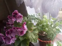 цветы комнатные