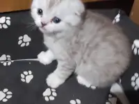Продам котят шотландской породы, фотография 6