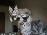 Котята мейн кун!, фотография 4