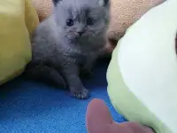 Котята, фотография 2