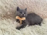 Британские котята, фотография 8