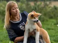 Шикарная девочка Акита ину, фотография 4