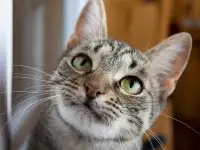 Котенок Тоффи, 7 мес., фотография 5
