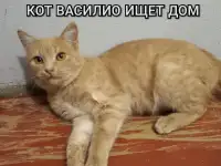 Кот ВАСИЛИО ищет дом, фотография 6