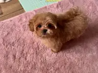 мини мальтипу ф1 девочка и мальчик  maltipoo f1 girl, фотография 4