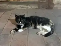 Котейка