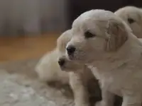 Щенки золотистого ретривера