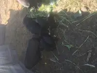 поросята вьетнамские