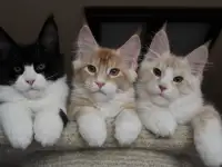 Котята мейн кун!, фотография 6