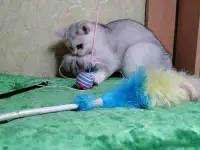 Британские котята, фотография 2