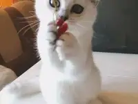 Британские котята, фотография 2