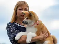 Шикарная девочка Акита ину, фотография 3