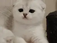 Шотландские котята., фотография 3