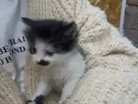 Котята в добрые руки, фотография 4