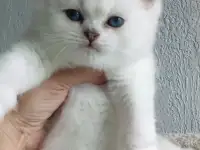 Котята Серебристая шиншилла