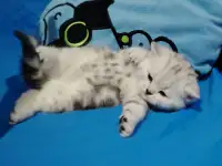 Котенок шотландский кошечка., фотография 3