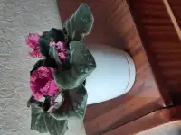Фиалковый микс, фотография 4