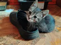 Милые котята ищут дом, фотография 4