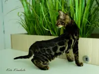 Бенгальские клубные котята, фотография 5