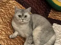 Шотландские котятатабби, фотография 7