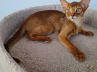 Котята, фотография 2