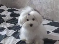 Вязка, кобель мальтезе, фотография 2