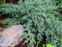 Продам декоративные растения., фотография 5