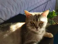 Шотландские котята. Скоттиш-страйт, фотография 7