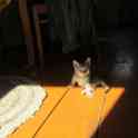 котята подарю, фотография 6