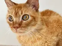 Рыжий кот Гарик в дар добрым сердцам, фотография 10