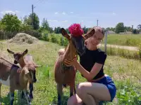 Коза Альпо-чешка, фотография 6