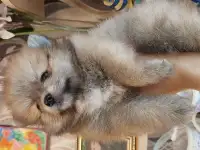 Прадам щенка померанского шпица