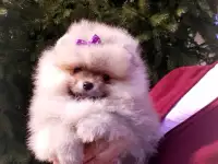 Померанский шпиц, щенки. Мини мишки, фотография 8