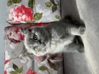 Шотландские котята, фотография 2
