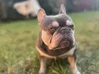 Вязка французкий бульдог, фотография 2