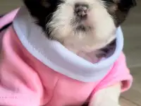 Щенки ши тцу